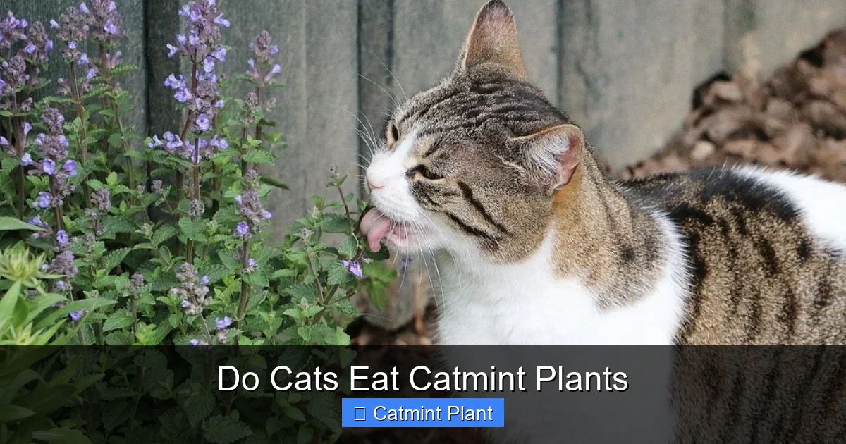Do Cats Eat Catmint Plants