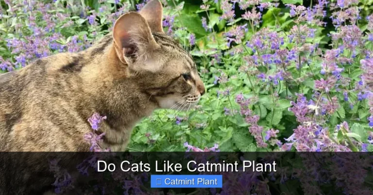 Do Cats Like Catmint Plant