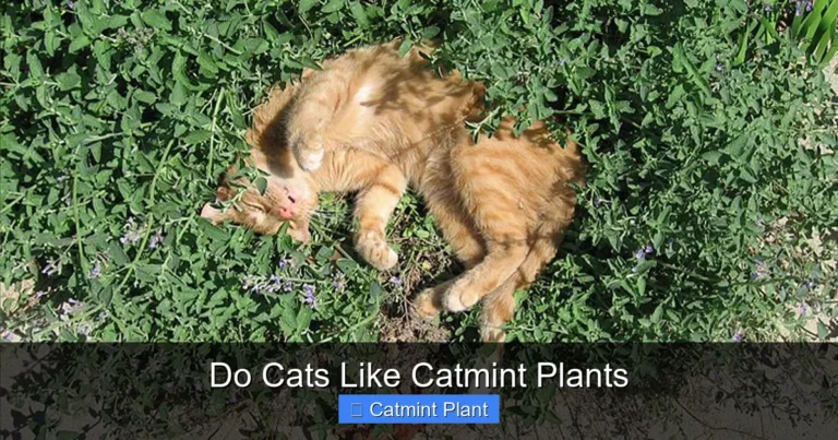Do Cats Like Catmint Plants