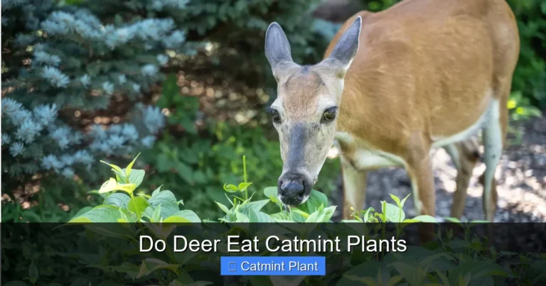 Do Deer Eat Catmint Plants