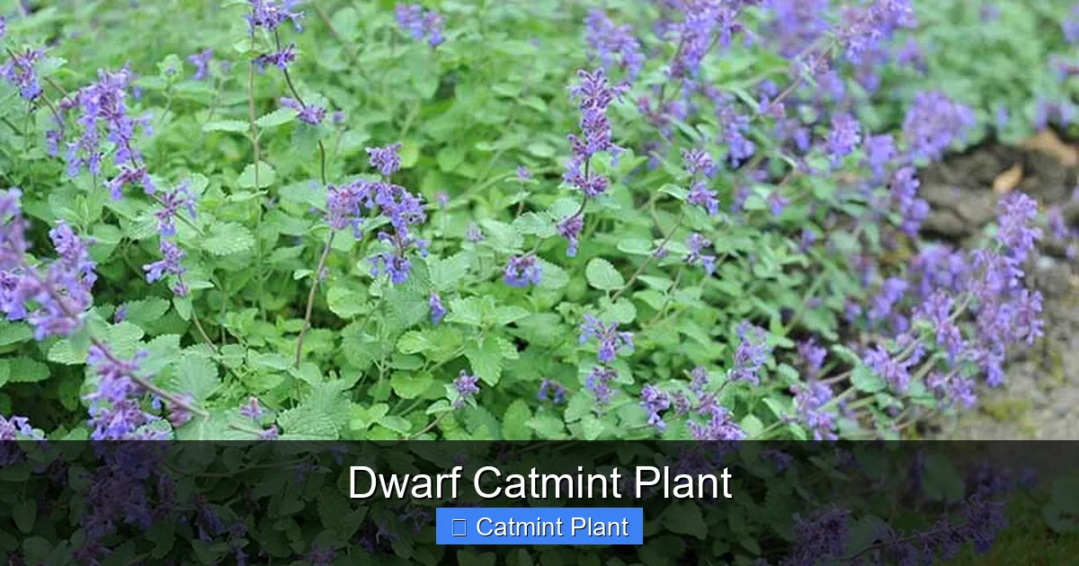 Dwarf Catmint Plant