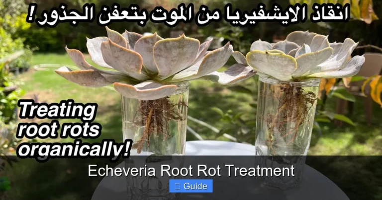 Echeveria Root Rot Treatment