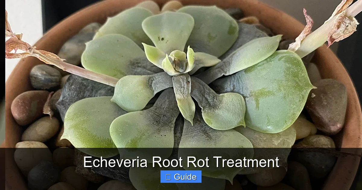 Echeveria Root Rot Treatment