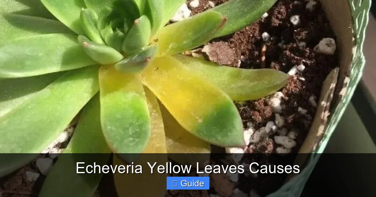 Echeveria Yellow Leaves Causes