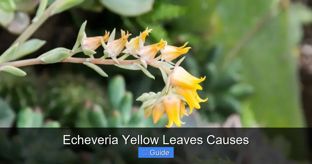 Echeveria Yellow Leaves Causes