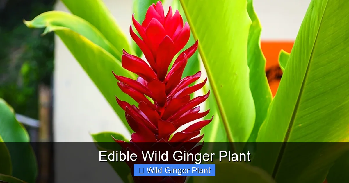 Edible Wild Ginger Plant