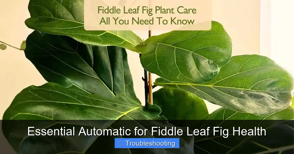 Essential Automatic for Fiddle Leaf Fig Health