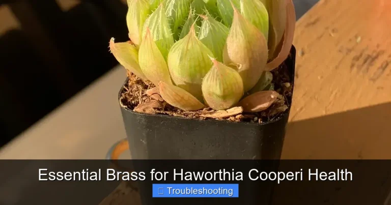 Essential Brass for Haworthia Cooperi Health