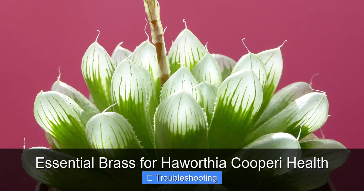 Essential Brass for Haworthia Cooperi Health
