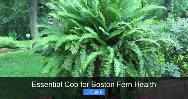 Essential Cob for Boston Fern Health