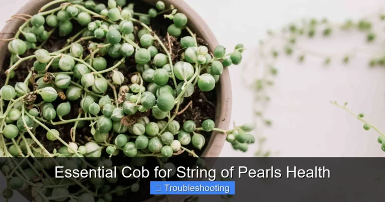 Essential Cob for String of Pearls Health
