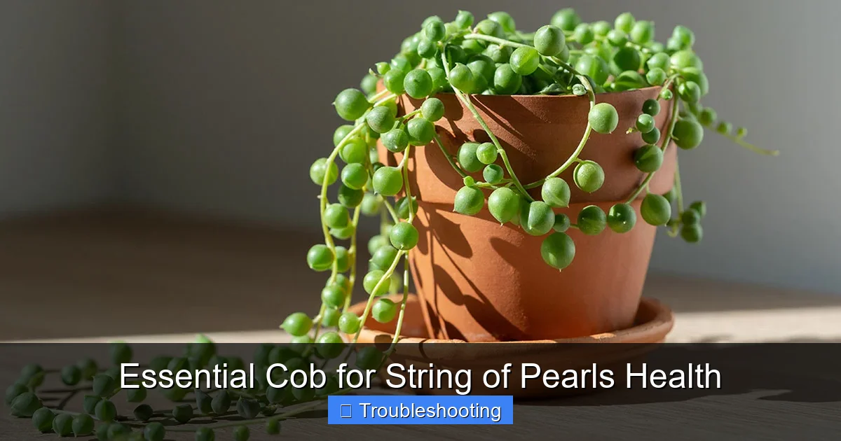 Essential Cob for String of Pearls Health