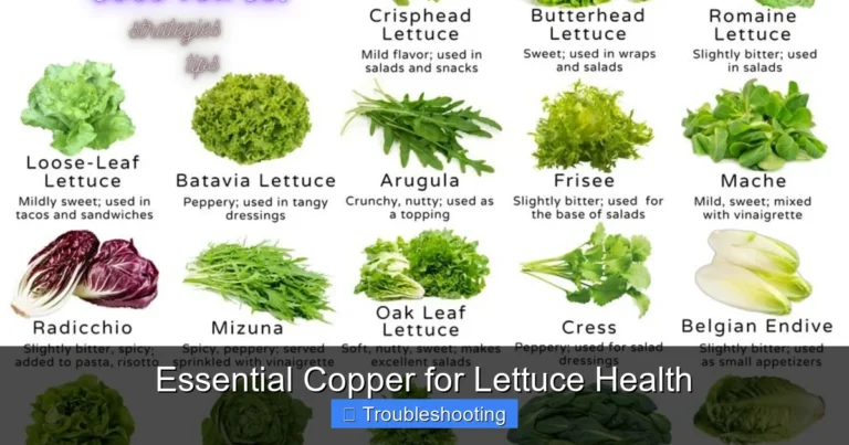 Essential Copper for Lettuce Health