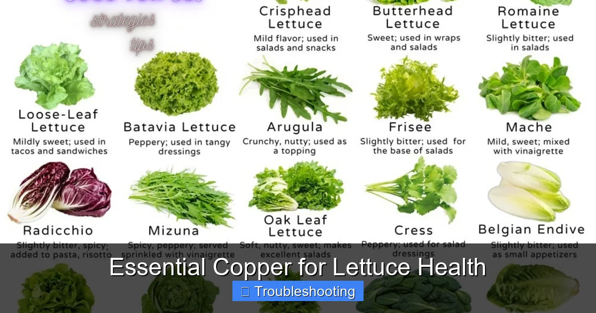 Essential Copper for Lettuce Health