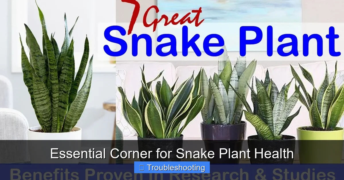 Essential Corner for Snake Plant Health