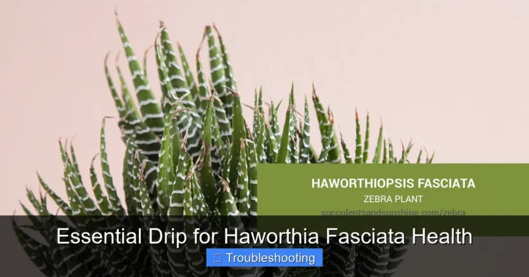 Essential Drip for Haworthia Fasciata Health