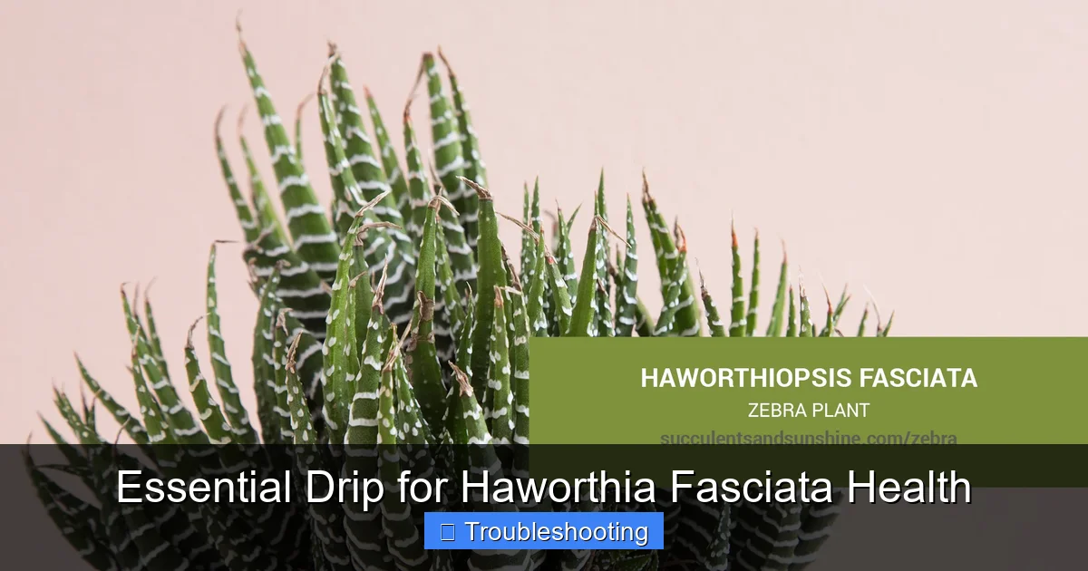 Essential Drip for Haworthia Fasciata Health