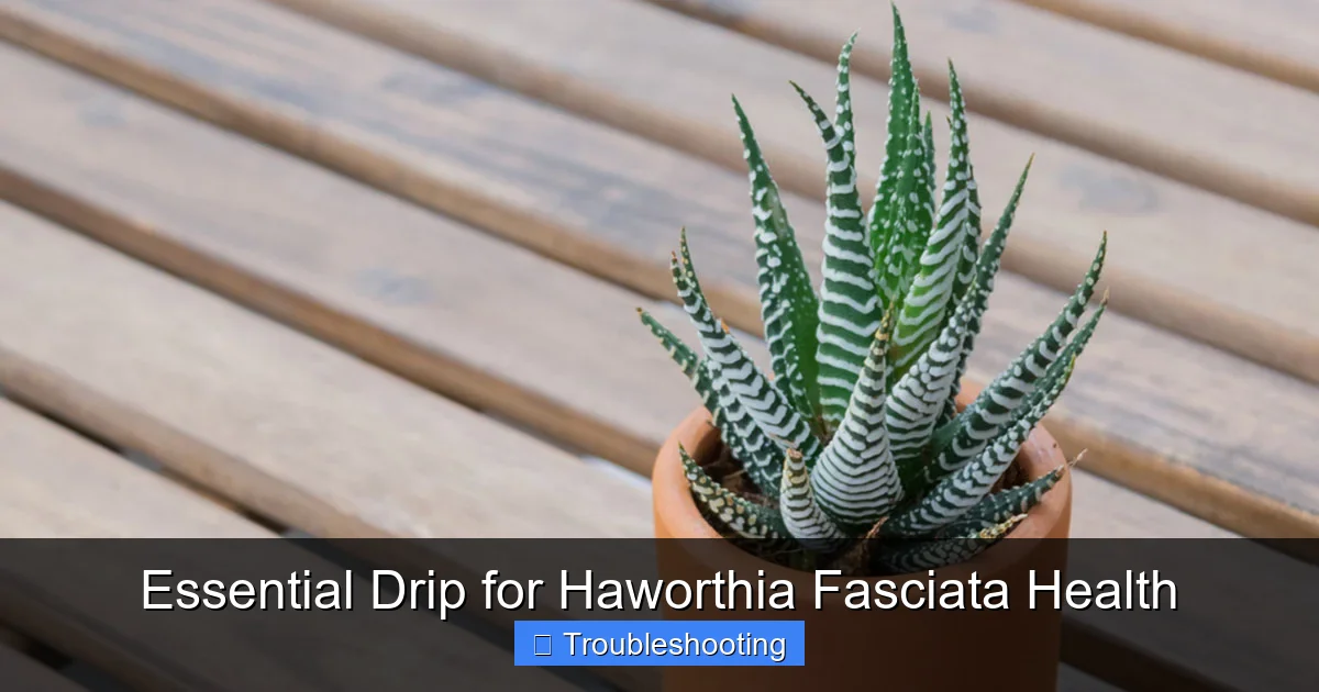 Essential Drip for Haworthia Fasciata Health