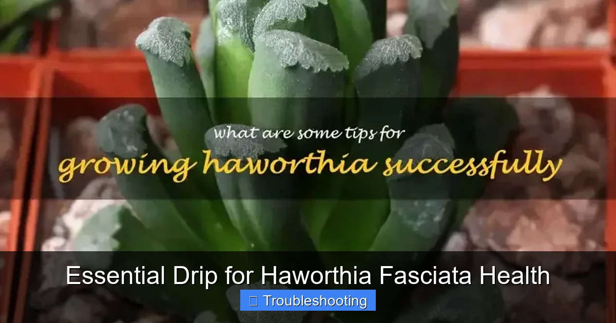 Essential Drip for Haworthia Fasciata Health