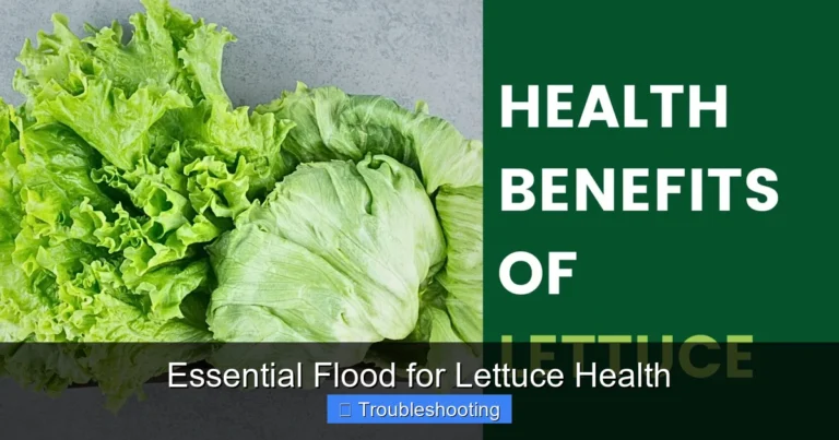 Essential Flood for Lettuce Health