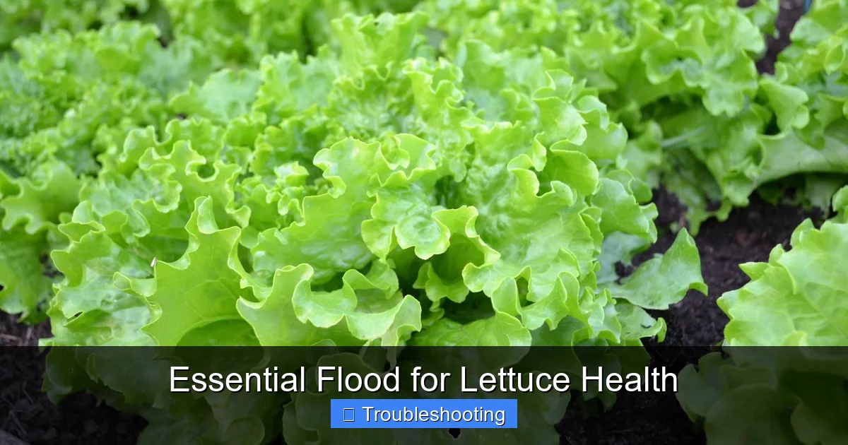 Essential Flood for Lettuce Health