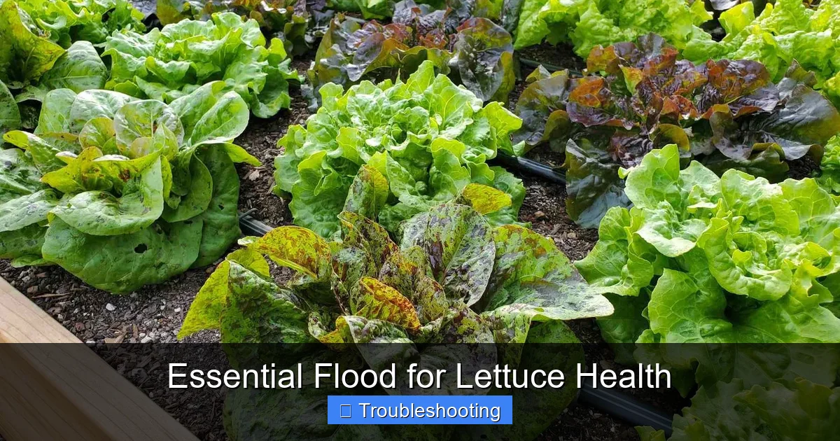 Essential Flood for Lettuce Health
