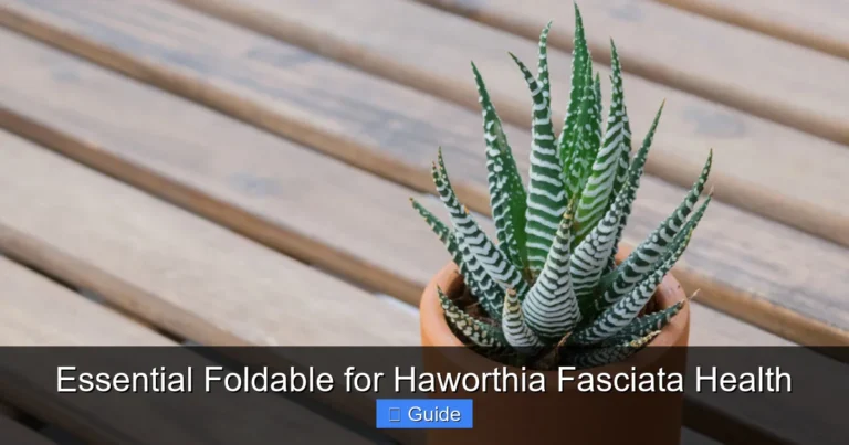 Essential Foldable for Haworthia Fasciata Health