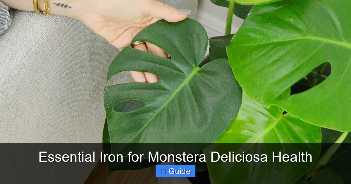 Essential Iron for Monstera Deliciosa Health