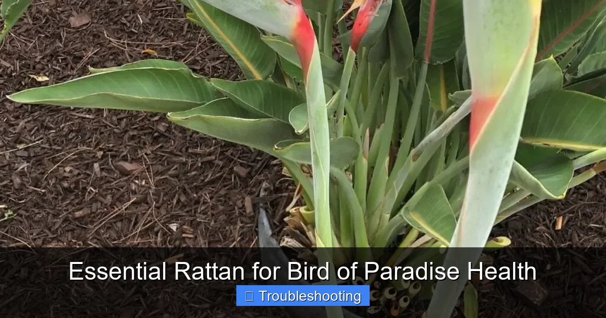Essential Rattan for Bird of Paradise Health