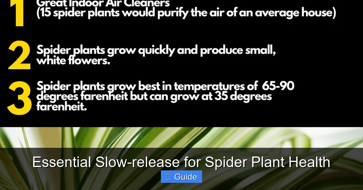 Essential Slow-release for Spider Plant Health