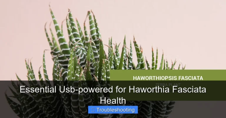 Essential Usb-powered for Haworthia Fasciata Health