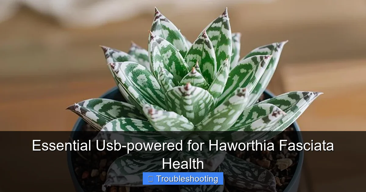 Essential Usb-powered for Haworthia Fasciata Health