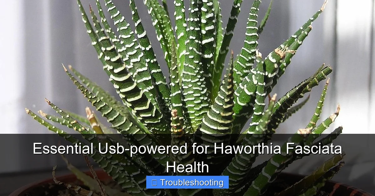 Essential Usb-powered for Haworthia Fasciata Health