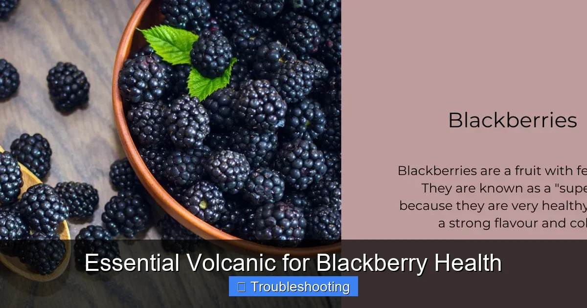 Essential Volcanic for Blackberry Health