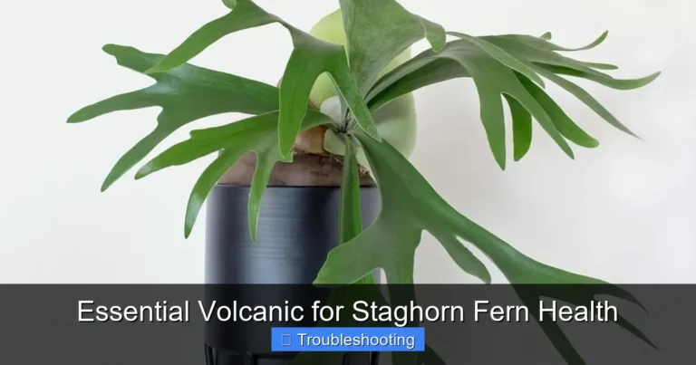Essential Volcanic for Staghorn Fern Health