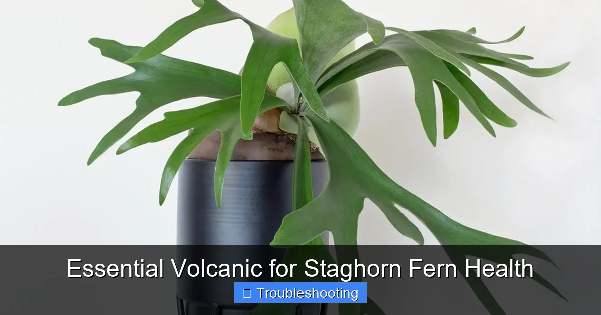 Essential Volcanic for Staghorn Fern Health