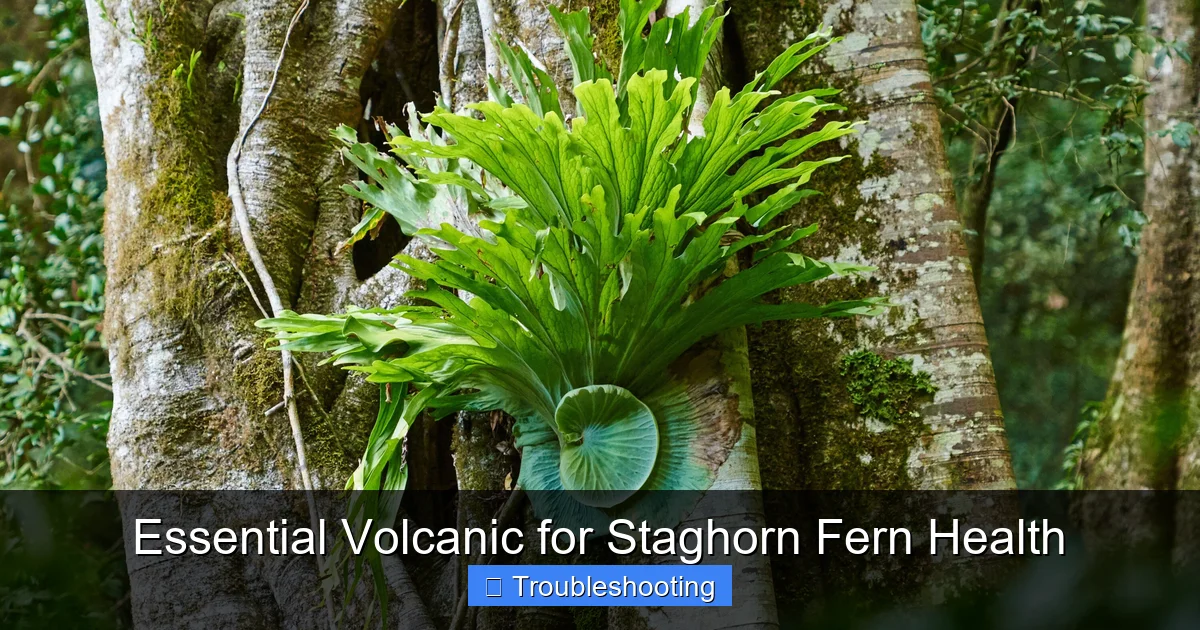 Essential Volcanic for Staghorn Fern Health