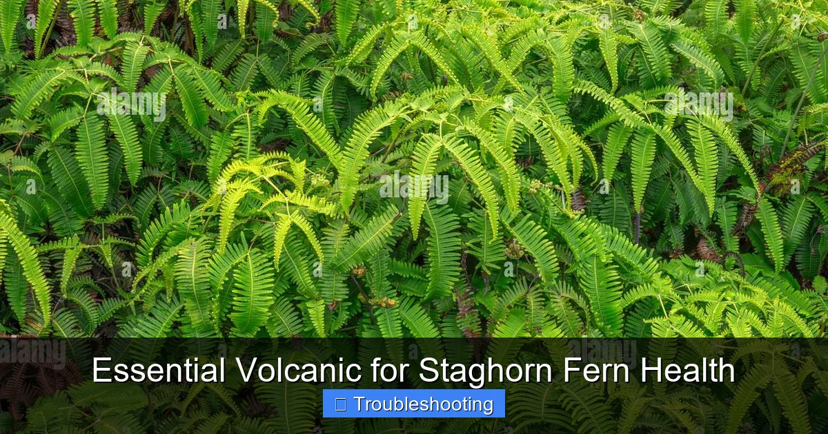 Essential Volcanic for Staghorn Fern Health