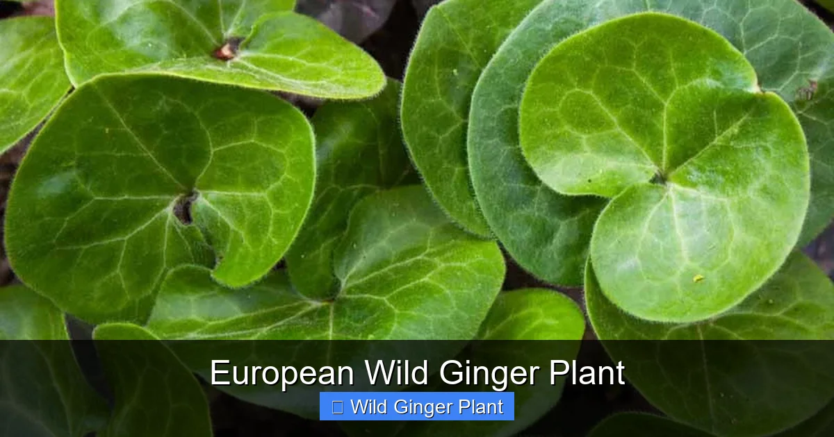 European Wild Ginger Plant