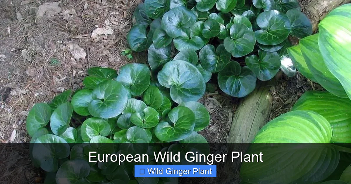 European Wild Ginger Plant