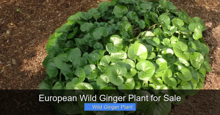 European Wild Ginger Plant for Sale