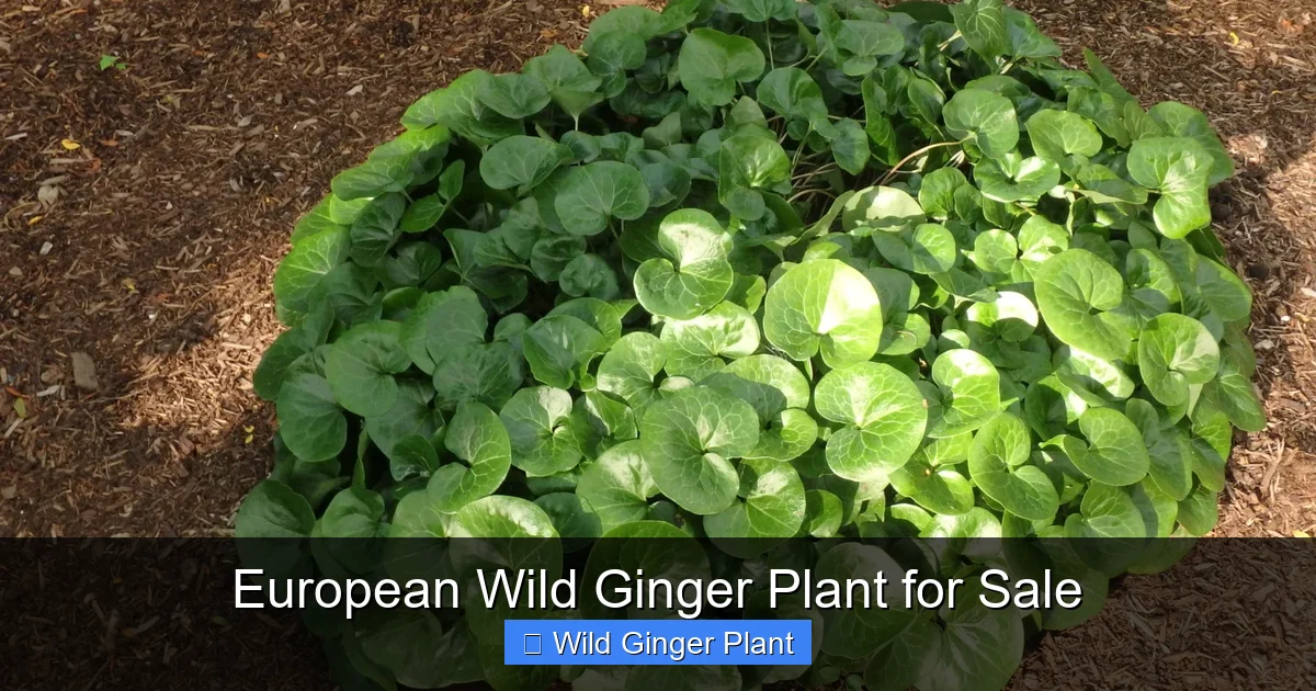 European Wild Ginger Plant for Sale