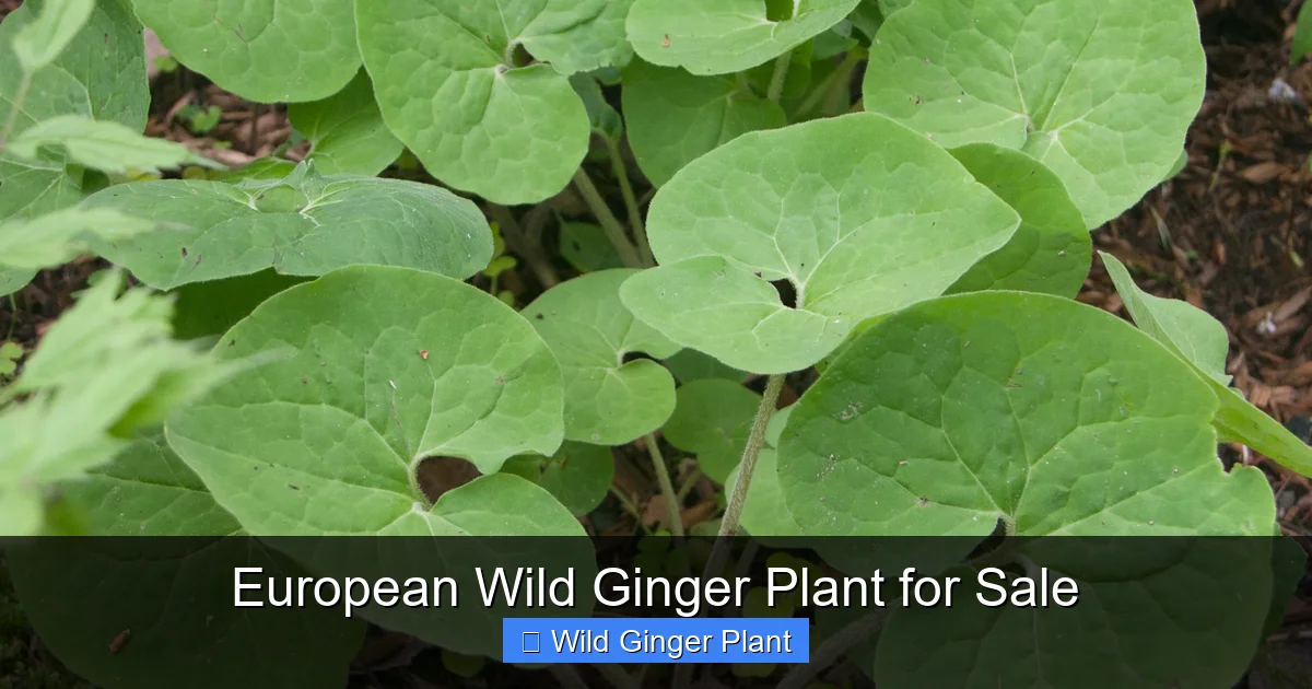 European Wild Ginger Plant for Sale