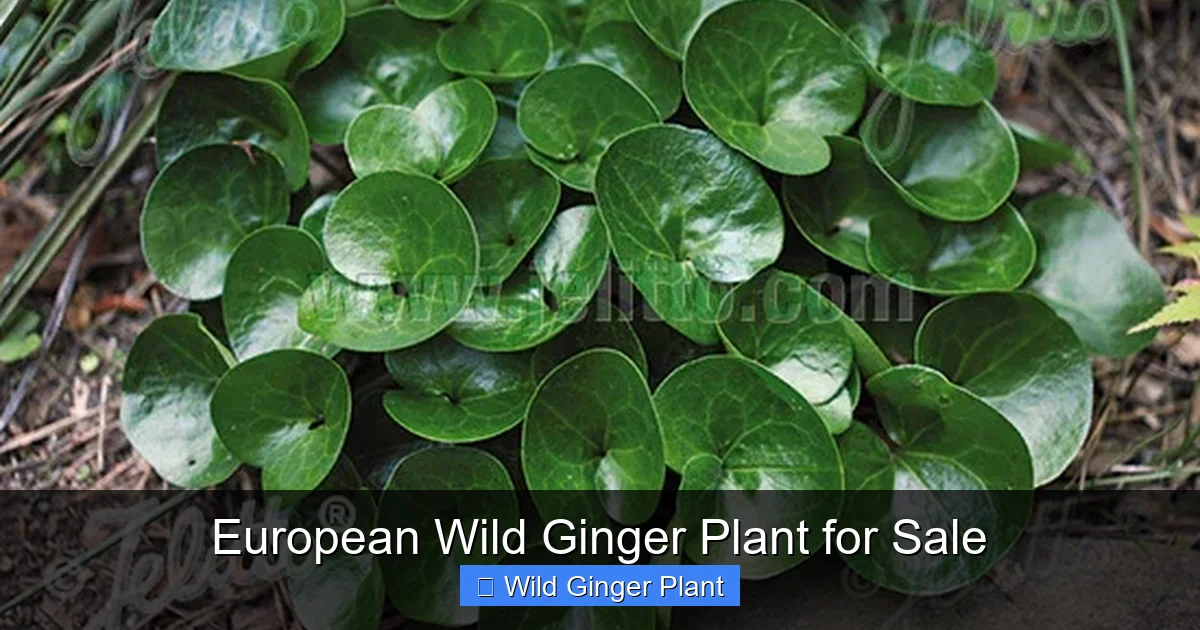 European Wild Ginger Plant for Sale