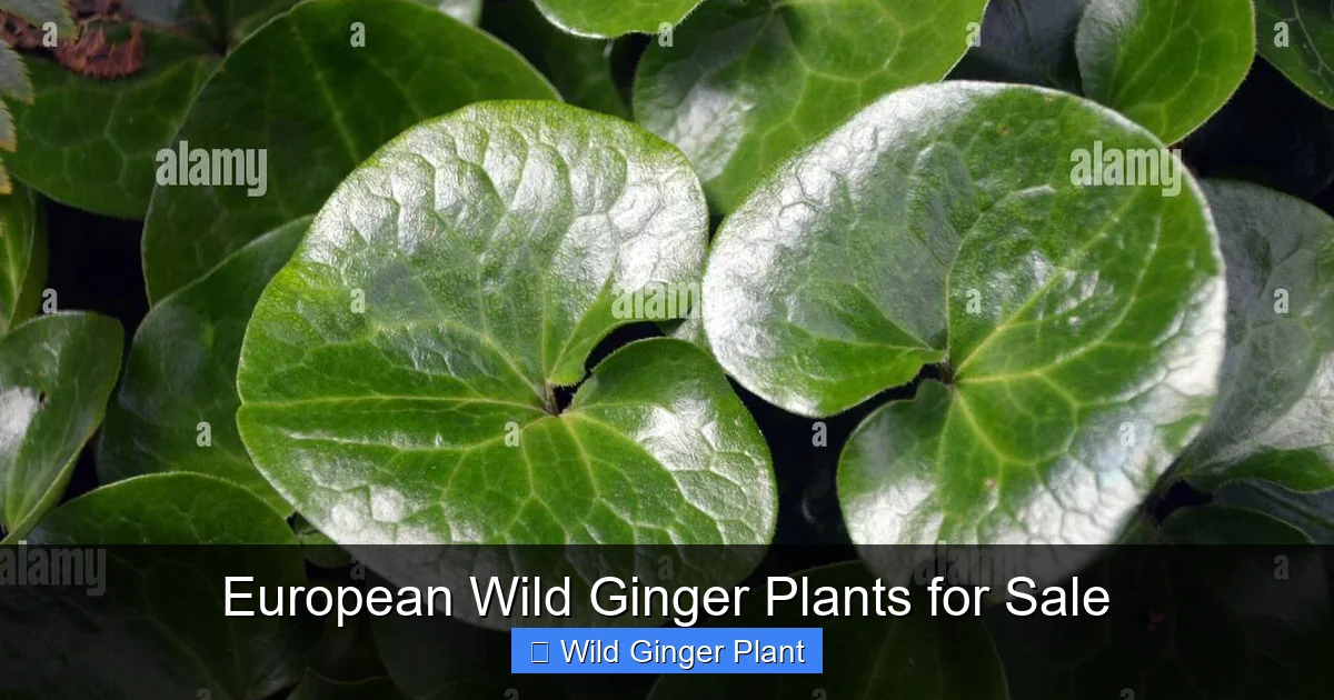 European Wild Ginger Plants for Sale