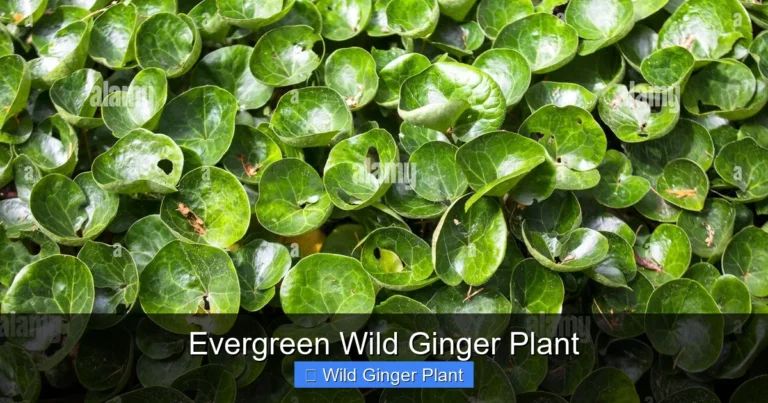 Evergreen Wild Ginger Plant