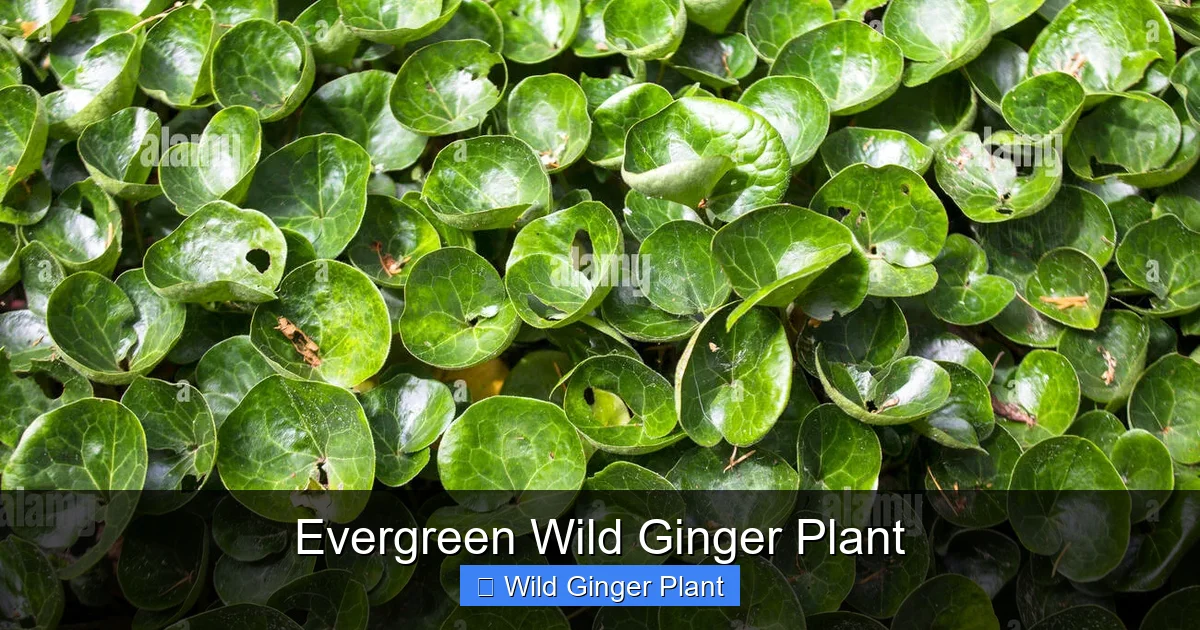 Evergreen Wild Ginger Plant