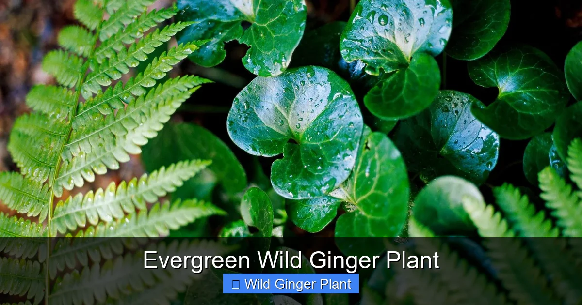 Evergreen Wild Ginger Plant