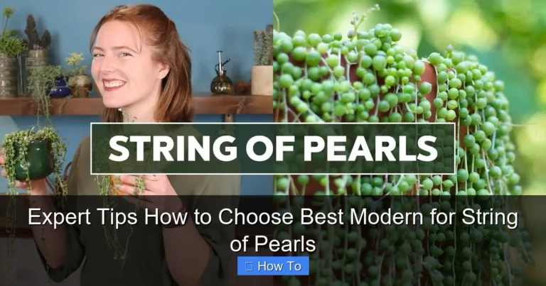 Expert Tips How to Choose Best Modern for String of Pearls