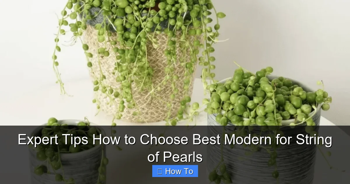 Expert Tips How to Choose Best Modern for String of Pearls